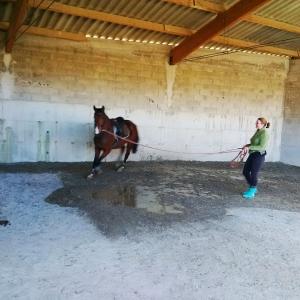 Equitation a la bastide pradines les chevaux du rajal47